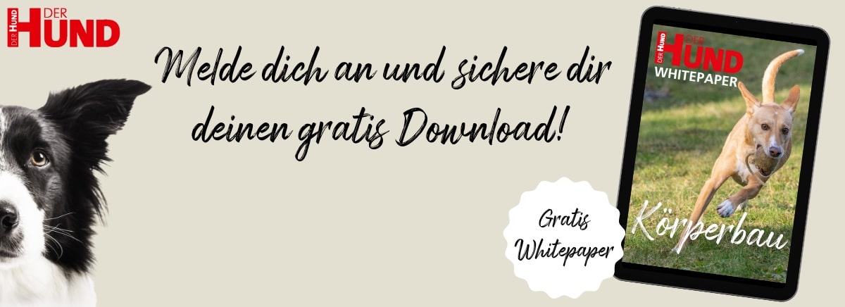 Gratis Whitepaper_small Banner_gratis Whitepaper Koerperbau