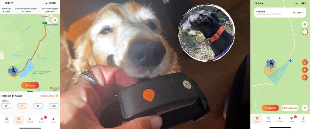 Cocker Barney und Galgo Lora haben mit uns den GPS Tracker von weenect getestet.