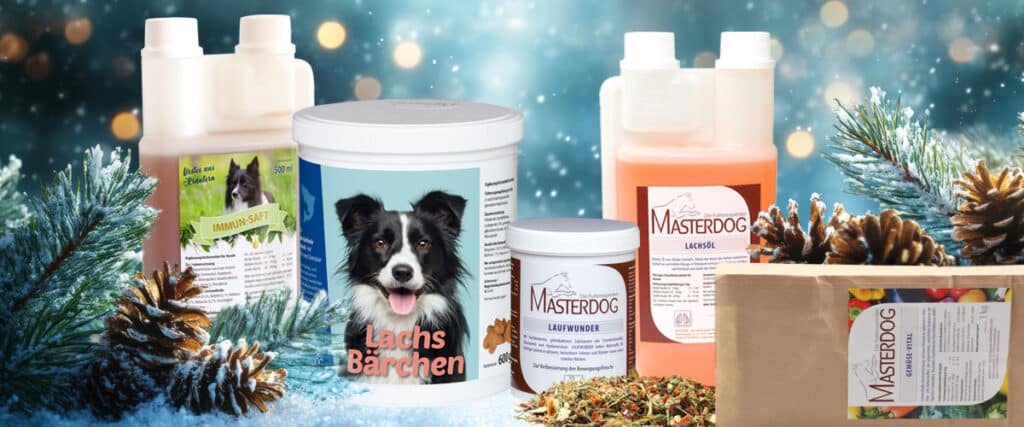 Adventskalender 2025 🎁 7 – Masterdog