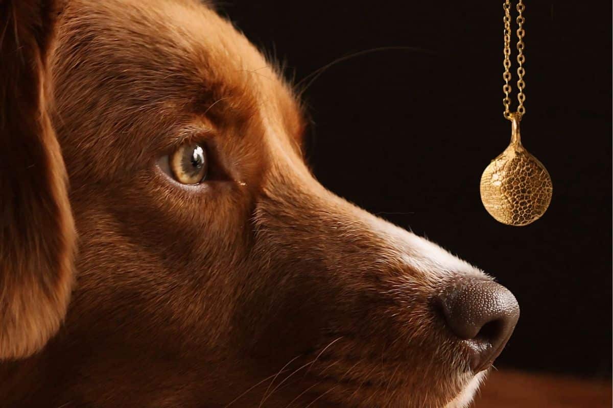 Kopf eines liegenden Hundes, vor ihm hängt eine goldfarbene Kette mit Anhänger