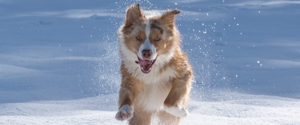 Adventskalender 2025 🎁 2 – Müller Rüschlikon Verlag