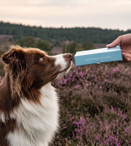 Ein braun-weißer Hund schnuppert neugierig an einer blauen Schmuckschachtel in einer blühenden Heidelandschaft.