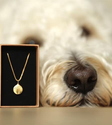 Ein Goldanhänger in einer Schmuckschachtel steht vor der Schnauze eines weißen, lockigen Hundes.