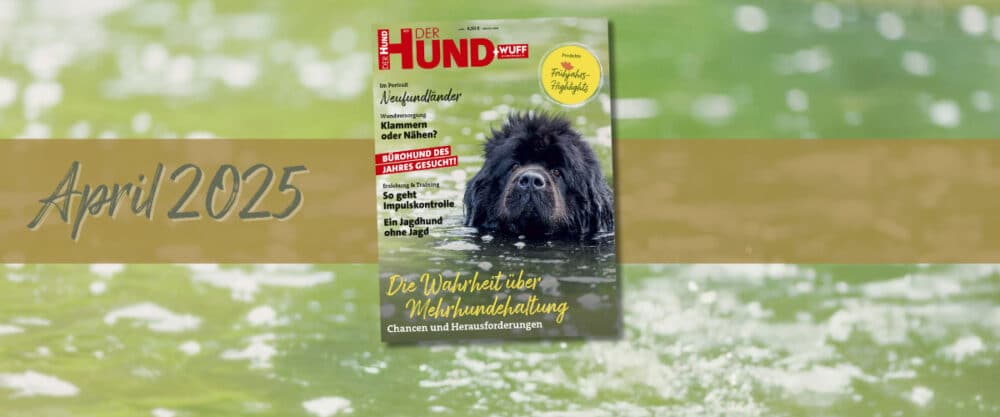 Cover der April 2025 Ausgabe von DER HUND mit einem Neufundländer