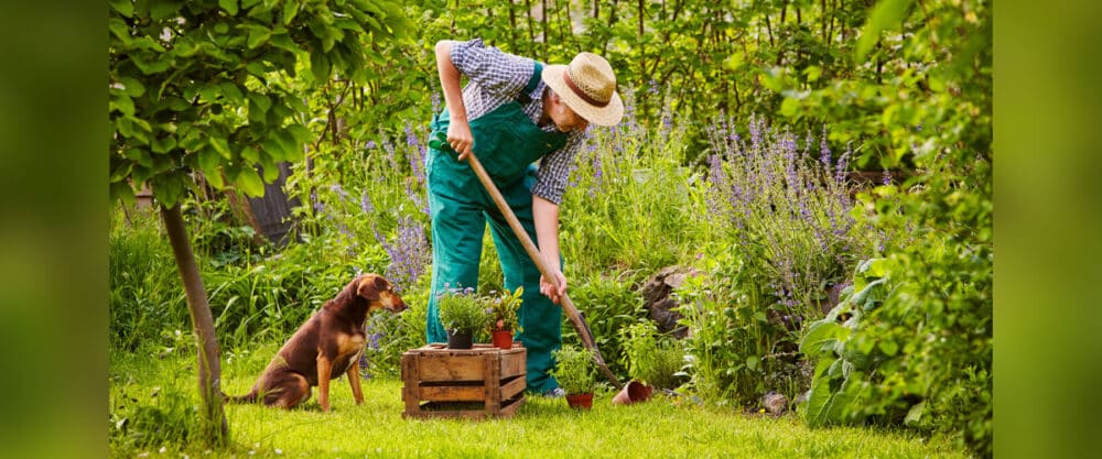 Ein hundesicherer Garten bedarf einiger Planung. Ein Mann gärtnert, sein Hund sitzt neben ihm und schaut zu,