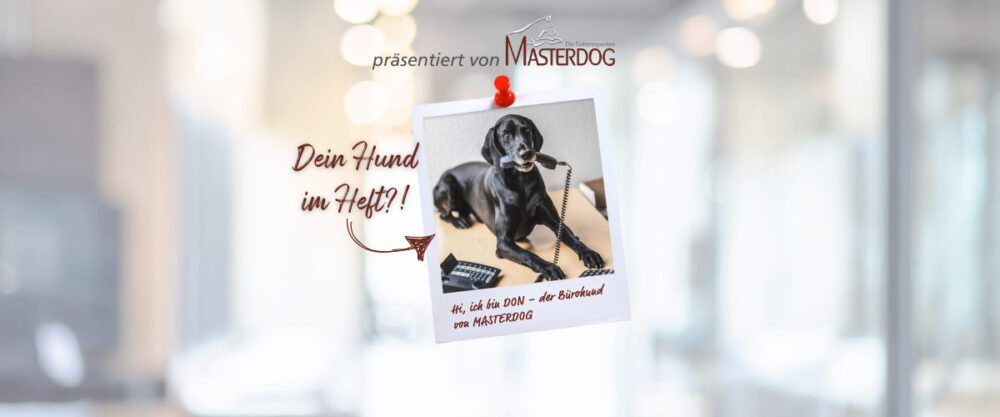 Bürohund des Jahres gesucht!