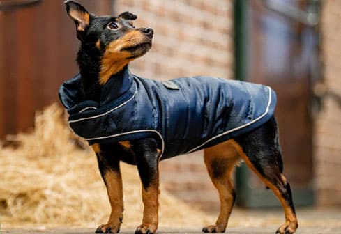 Kleiner Hund steht in Stallgasse, er trägt einen Hundemantel.