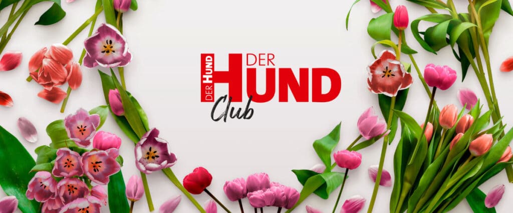Logo „DER HUND Club“ umrahmt von bunten Tulpen auf weißem Hintergrund.