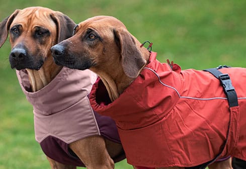 2 Ridgebacks stehen nebeneinander. Einer der Hunde trägt einen Rosa-beerenfarbenen Mantel für Hunde, der andere einen roten.