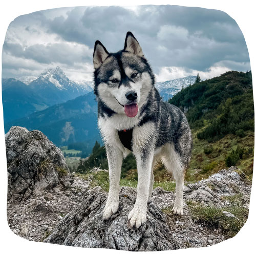Ein Husky steht auf Felsen vor einer beeindruckenden Alpenkulisse mit schneebedeckten Bergen im Hintergrund.