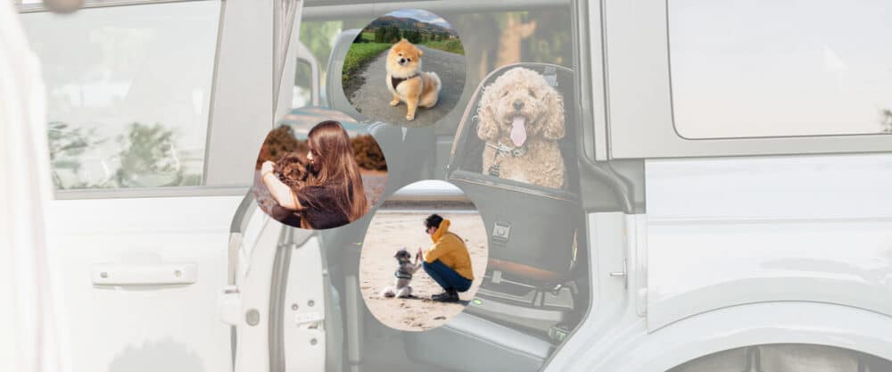 Die 3 Mensch-Hund-Teams, die den Haustier-Autositz Maeve von Tavo Pets testen werden