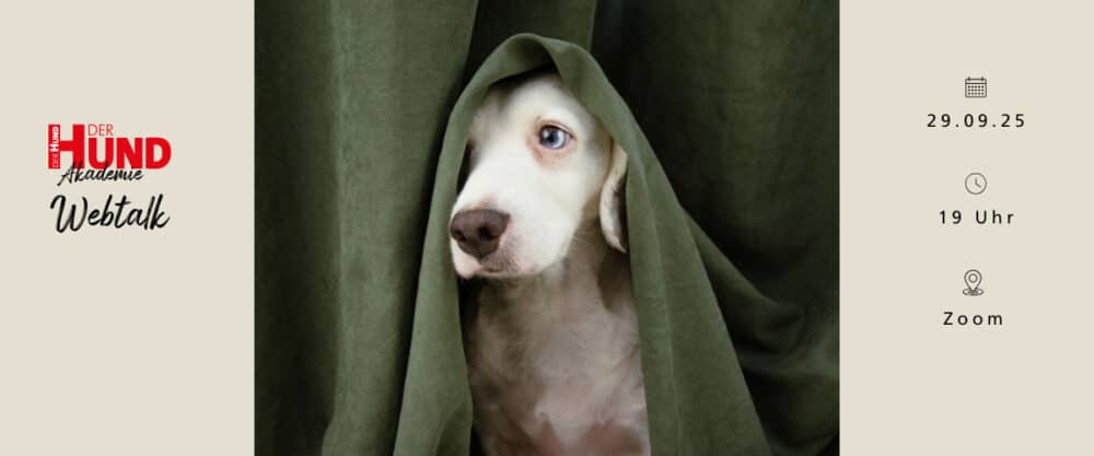 Ein Hund mit Geräuschangst versteckt sich