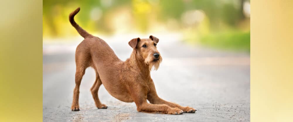 Ein Irish Terrier macht den "Diener", die Vorderbeine liegen auf dem Boden, die Hinterbeine stehen. Die Natur im Hintergrund ist grün und sonnenlichtdurchflutet.