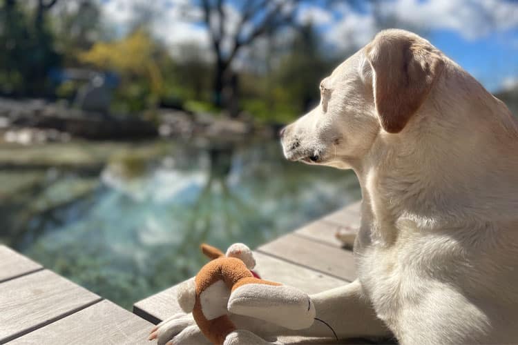 Ein blonder Labrador liegt in der Sonne am Hundebadeteich des Naturforsthauses.