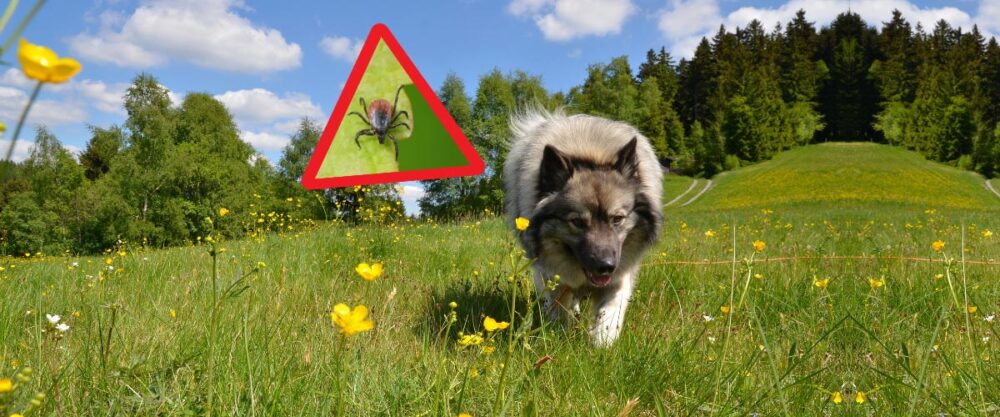 Ein Hund geht über eine grüne Wiese. In einem roten Dreieck ist eine Zecke (Gemeiner Holzbock) zu sehen.