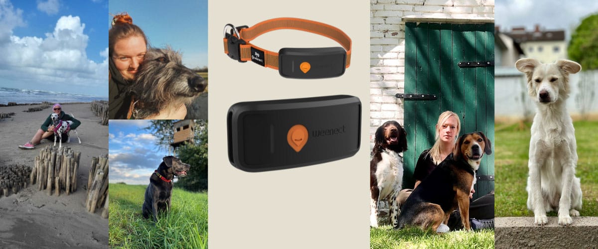 Die Teams des DER HUND Community-Tests des GPS Trackers von Weenect von links nach rechts: Dalmatiner Luna mit Iris, Scottish Deerhound Grian mit Fiona, Labrador Beppo, Sonja mit Usko und Paco, Hündin Cookie.