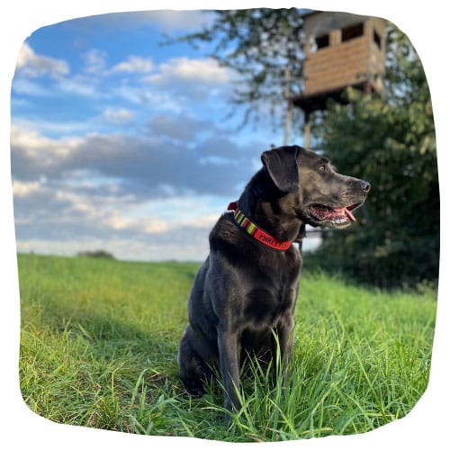 Labrador Beppo sitzt auf einer grünen Wiese und schaut zum rechten Bildrand. Im Hintergrund sind der bewölkte blaue Himmel und ein Hochsitz zu sehen.
