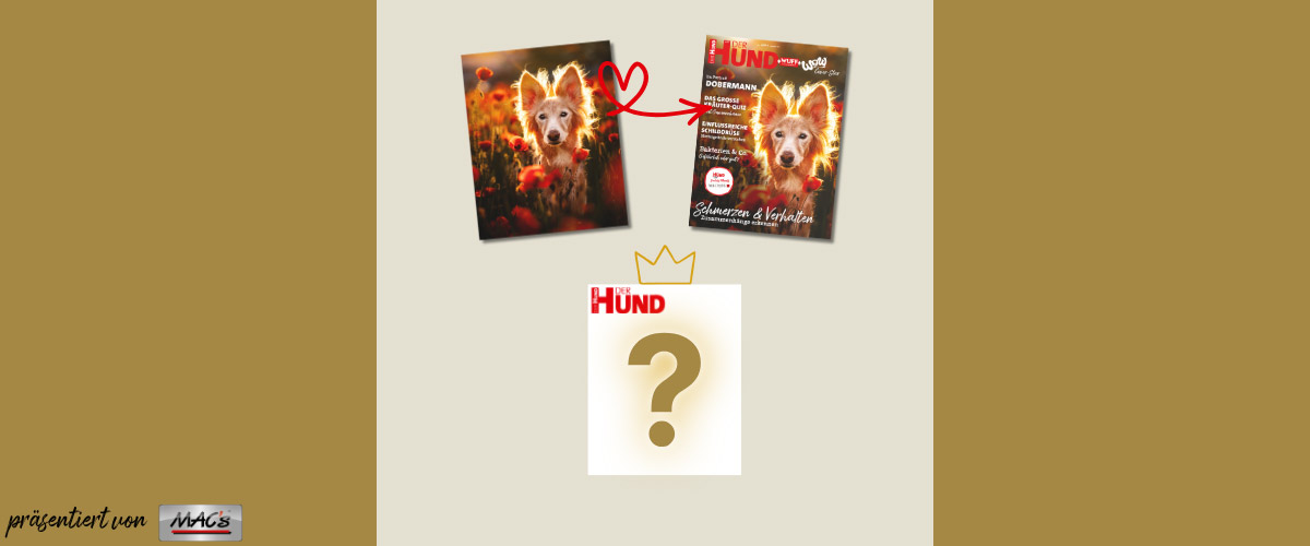 Foto Windhund im Mohn, tiefstehende Sonne, daneben DER HUND Cover mit dem Bild. Darunter weißes Cover mit Fragezeichen