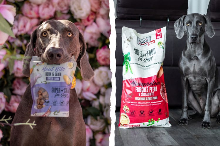 2 Weimaraner: der Linke hält einen Beutel mit MAC's Meat Bits im Fang, der rechte sitzt neben einem Sack Monoprotein Futter.