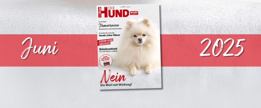 Das Cover der Juni-Ausgabe 2025 von DER HUND zeigt einen cremefarbenen Zwergspitz, der auf einem plüschigen weißen Untergrund liegt und in die Camera schaut. Quer unter dem Cover hindurch zieht sich ein wagerechter roter Balken. Auf ihm steht links in Weiß Juni und rechts 2025.