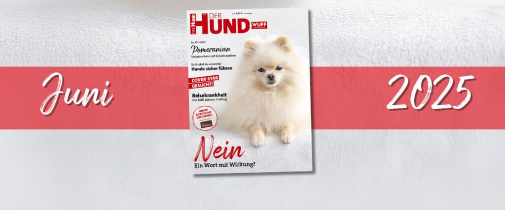 Das Cover der Juni-Ausgabe 2025 von DER HUND zeigt einen cremefarbenen Zwergspitz, der auf einem plüschigen weißen Untergrund liegt und in die Camera schaut. Quer unter dem Cover hindurch zieht sich ein wagerechter roter Balken. Auf ihm steht links in Weiß Juni und rechts 2025.