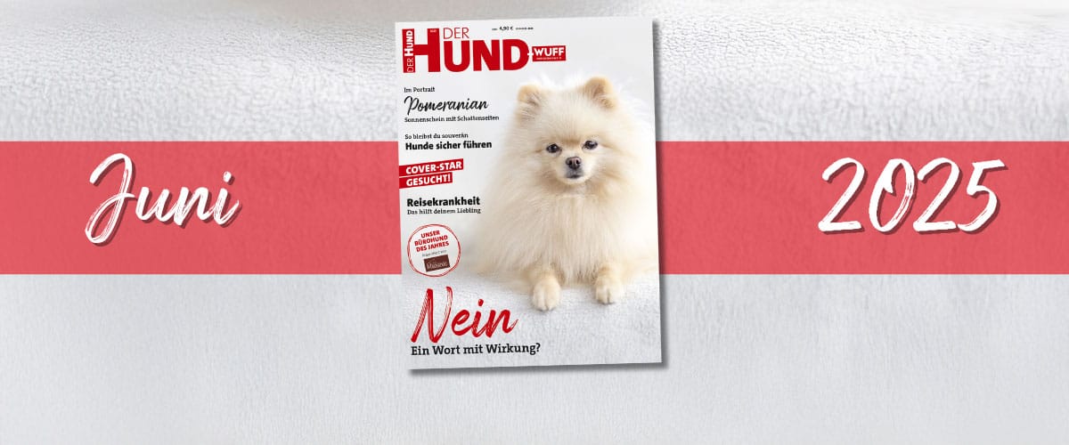 Das Cover der Juni-Ausgabe 2025 von DER HUND zeigt einen cremefarbenen Zwergspitz, der auf einem plüschigen weißen Untergrund liegt und in die Camera schaut. Quer unter dem Cover hindurch zieht sich ein wagerechter roter Balken. Auf ihm steht links in Weiß Juni und rechts 2025.