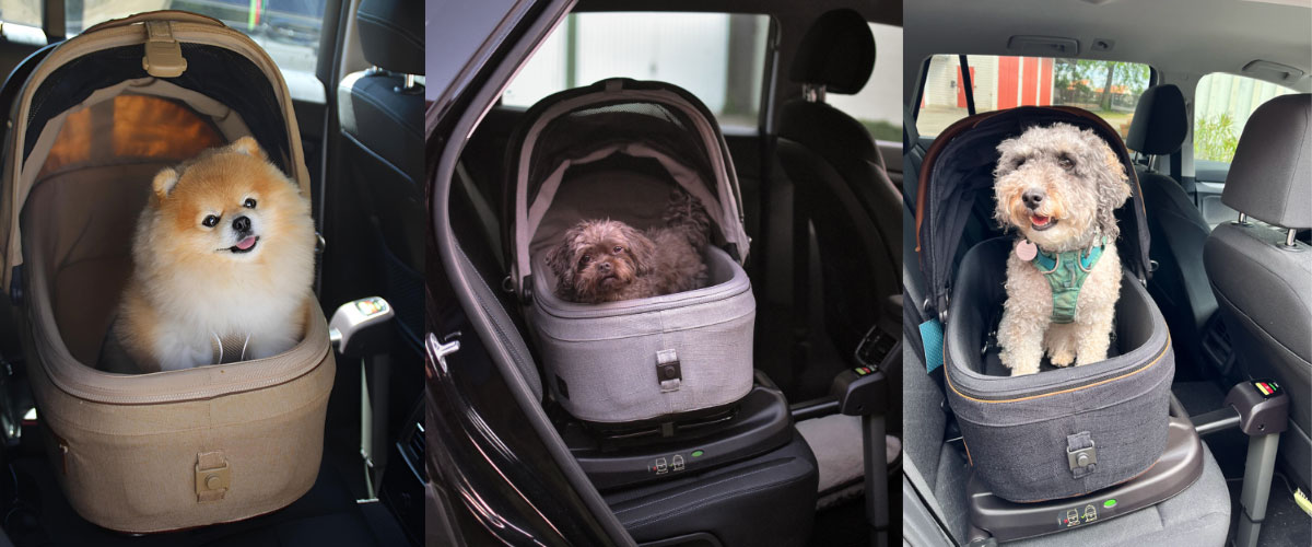 3 Fotos von Hunden, die im Haustier-Autositz Maeve von Tavo Pets sitzen/stehen. Links Pomeranian Milli, mittig Bolonka Jule und rechts Mischling Pepper.
