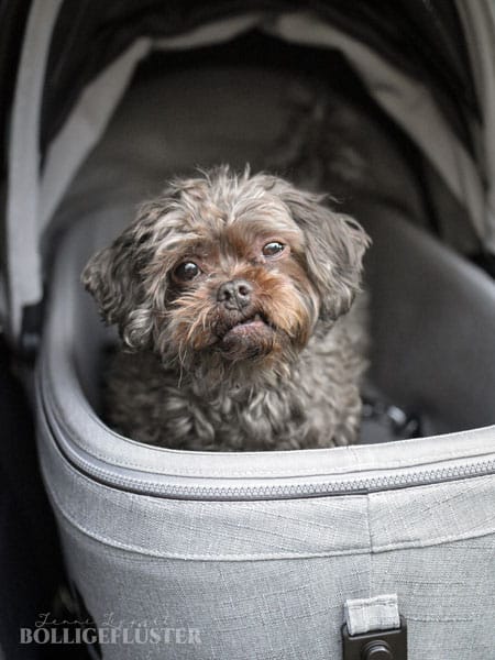 Die braune Bolonka Hündin Jule steht im Korb des Haustier-Autositzes Maeve von Tavo Pets.