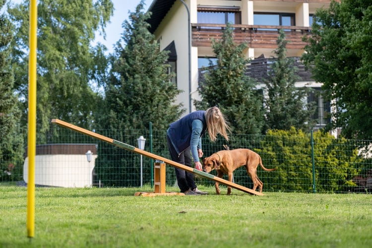 Frau übt mit einem braunen Hund an einer Wippe auf einem Hunde-Trainingsplatz im Freien.
