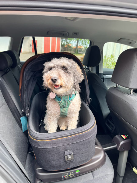 Tibetterrier-Pudel-Mix Pepper im Haustier-Autositz Maeve