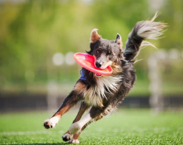 Fröhlicher Hund mit roter Frisbee im Maul – Entdecke hundefreundliche Angebote