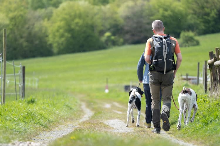 Zwei Menschen laufen mit zwei Hunden auf einem Feldweg durch eine grüne, ländliche Landschaft.