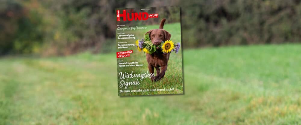 Coverbild DER HUND Juli 2025, Chesapeake Bay Retriever trägt Strauß mit Sonnenblumen im Fang und geht auf Kamera zu
