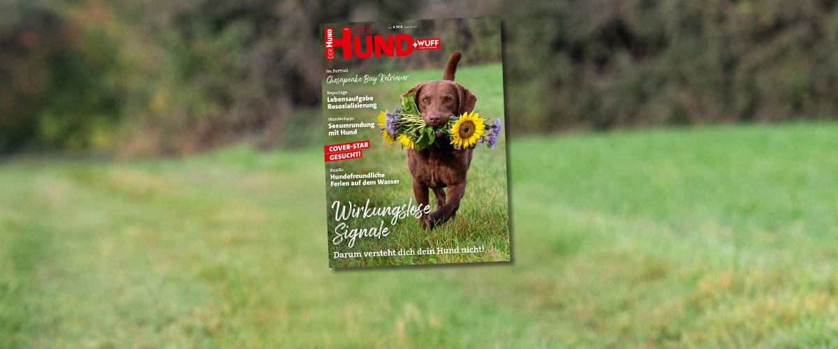 Coverbild DER HUND Juli 2025, Chesapeake Bay Retriever trägt Strauß mit Sonnenblumen im Fang und geht auf Kamera zu