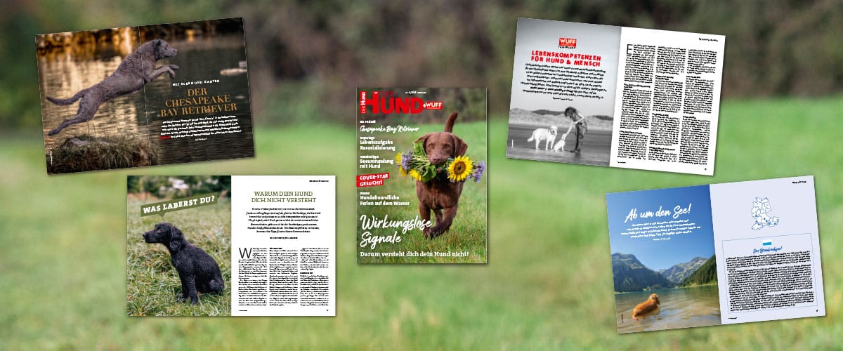 DER HUND-Magazinseiten Juli-Ausgabe 25, darunter Rasseportrait, Verhaltensartikel und Ausflugsideen am Wasser.
