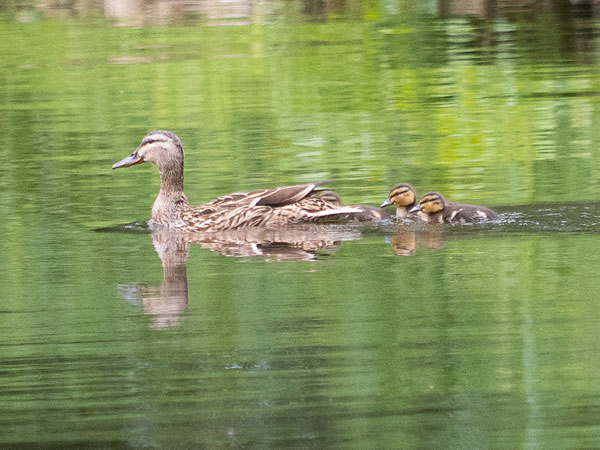 Eine Stockenten-Mutter schwimmt mit zwei Entenküken auf grün schimmerndem Wasser.