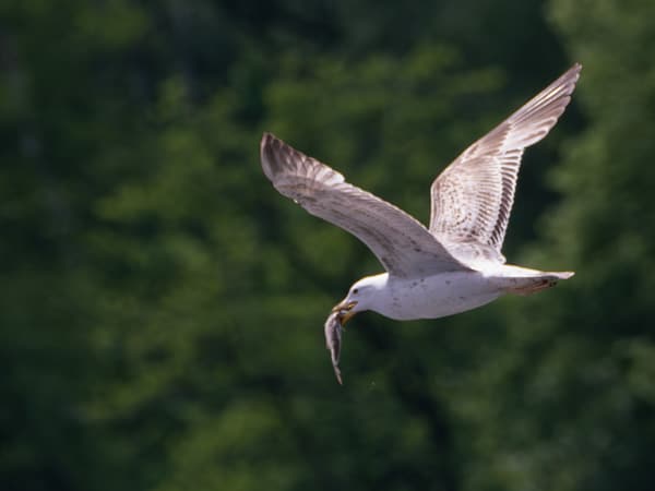 Eine fliegende Möwe mit ausgebreiteten Flügeln hält einen Fisch im Schnabel.