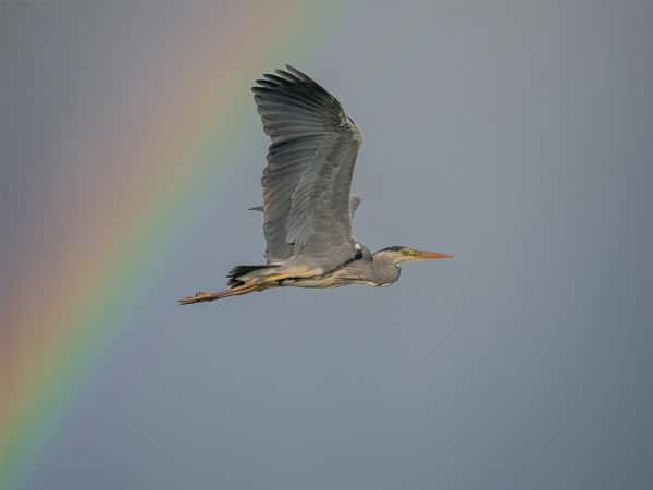 Ein Graureiher fliegt vor einem Regenbogen am Himmel entlang.