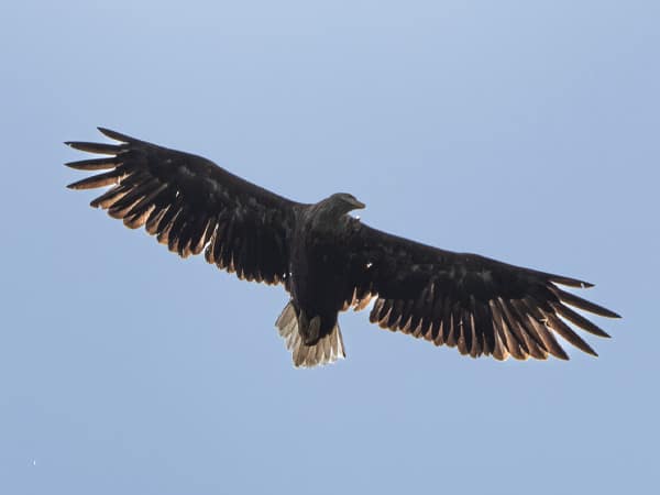 Ein Seeadler gleitet mit ausgebreiteten Flügeln majestätisch am blauen Himmel entlang.
