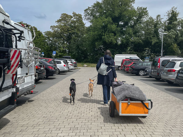 Person zieht Handwagen mit Gepäck und läuft mit 2 Hunden über einen Parkplatz mit geparkten Autos.