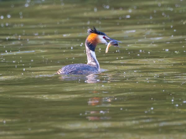 Haubentaucher schwimmt auf dem Wasser und hält einen Fisch im Schnabel.