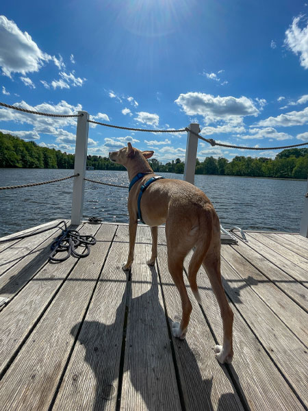 Hund steht auf dem Holzdeck eines Hausboots und blickt über den See, umgeben von Natur und blauem Himmel.