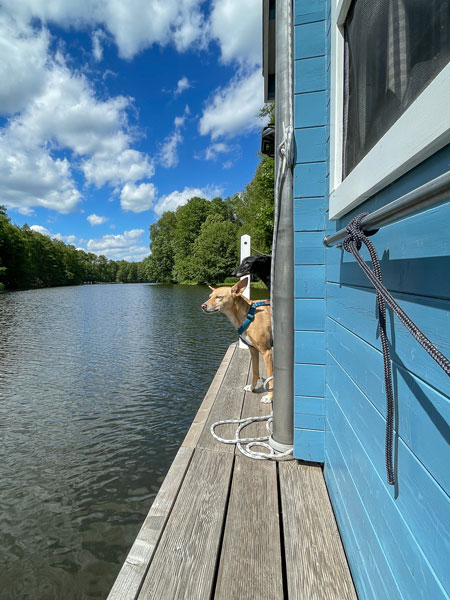 2 Hunde stehen auf Holzterasse eines blauen Hausboots und schauen aufs Wasser unter blauem Himmel.