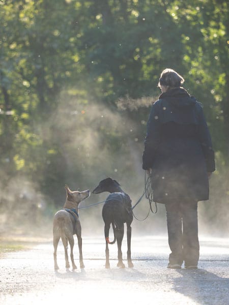Person geht mit 2 Hunden an der Leine nach Regen durch Dampf auf Waldweg mit Gegenlicht.