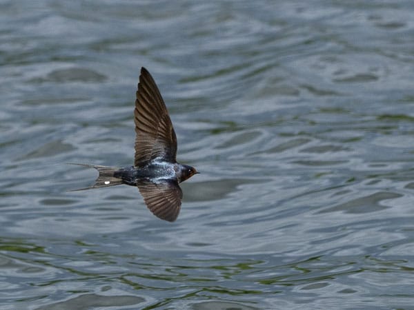 Eine Schwalbe fliegt knapp über die Wasseroberfläche, Flügel ausgebreitet, mit spiegelndem Gefieder.