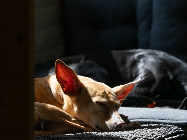 Hund mit großen Ohren schläft entspannt auf einem Kissen im Sonnenlicht.