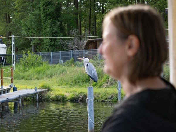 Graureiher auf Pfahl an Flussufer, dahinter dichter Wald und Bootsanlegestelle. Unscharf Kopf einer Person im Vordergrund
