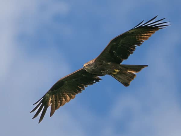 Ein Schwarzmilan gleitet vor blauem Himmel mit leichten Wolken.