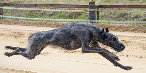 Ein dunkler Scottish Deerhound sprintet dynamisch ausgestreckt über eine Sandbahn auf einer Rennstrecke.