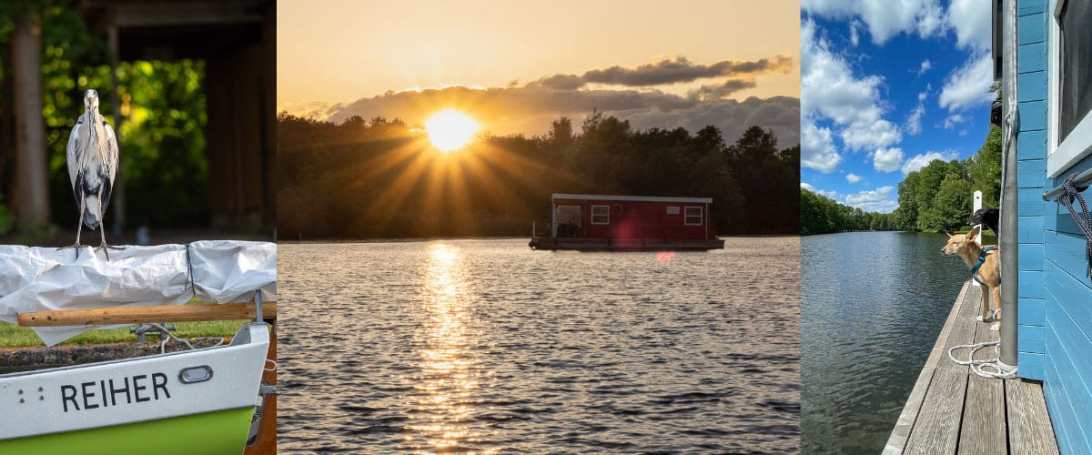 3 Motive: Reiher auf Boot, Hausboot im Sonnenuntergang, Hunde an Bord eines blauen Hausboots am Fluss.